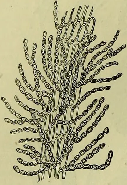 An illustration from The microscope : its history, construction, and application, being a familiar introduction to the use of the instrument, and the study of microscopical science / by Jabez Hogg ; with upwards of five hundred engravings, and coloured illustrations by Tuffen West., 1883, leaf 296