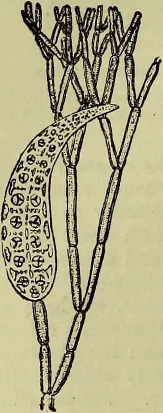 An illustration from The microscope : its history, construction, and application, being a familiar introduction to the use of the instrument, and the study of microscopical science / by Jabez Hogg ; with upwards of five hundred engravings, and coloured illustrations by Tuffen West., 1883, leaf 300