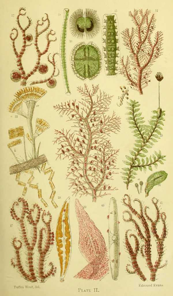 An illustration from The microscope : its history, construction, and application, being a familiar introduction to the use of the instrument, and the study of microscopical science / by Jabez Hogg ; with upwards of five hundred engravings, and coloured illustrations by Tuffen West., 1883, leaf 303