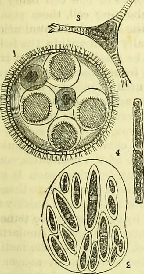 An illustration from The microscope : its history, construction, and application, being a familiar introduction to the use of the instrument, and the study of microscopical science / by Jabez Hogg ; with upwards of five hundred engravings, and coloured illustrations by Tuffen West., 1883, leaf 305