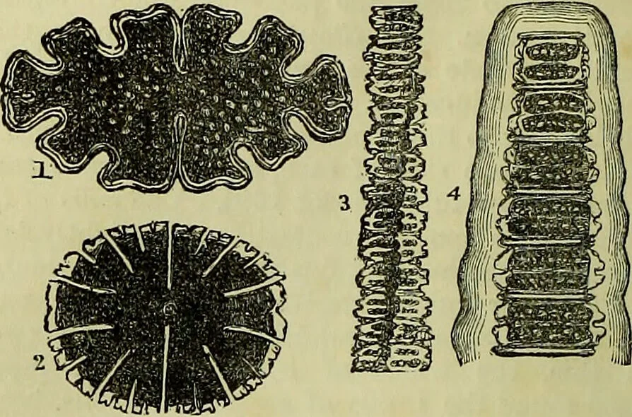 An illustration from The microscope : its history, construction, and application, being a familiar introduction to the use of the instrument, and the study of microscopical science / by Jabez Hogg ; with upwards of five hundred engravings, and coloured illustrations by Tuffen West., 1883, leaf 310