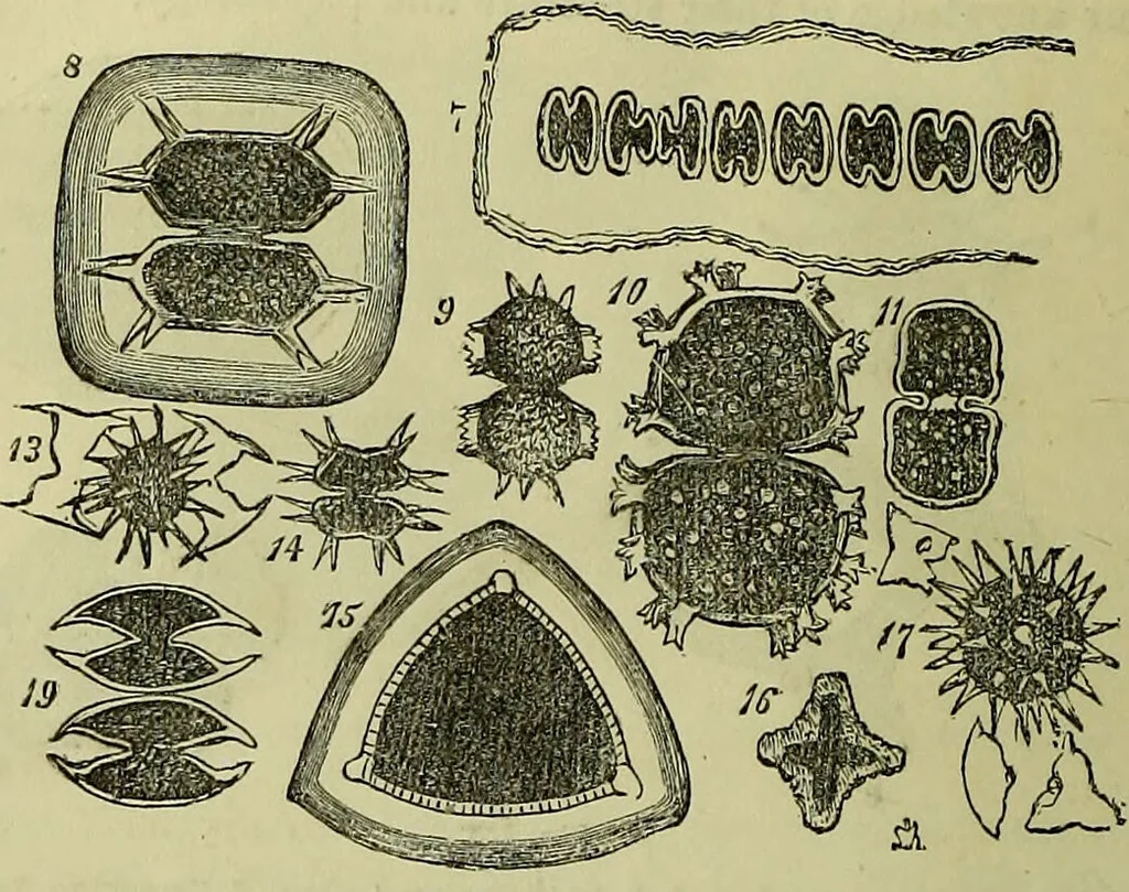 An illustration from The microscope : its history, construction, and application, being a familiar introduction to the use of the instrument, and the study of microscopical science / by Jabez Hogg ; with upwards of five hundred engravings, and coloured illustrations by Tuffen West., 1883, leaf 312