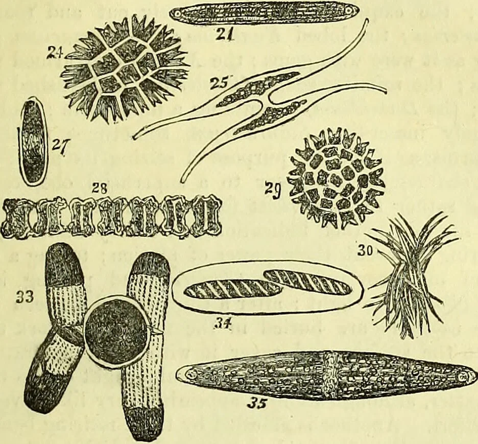An illustration from The microscope : its history, construction, and application, being a familiar introduction to the use of the instrument, and the study of microscopical science / by Jabez Hogg ; with upwards of five hundred engravings, and coloured illustrations by Tuffen West., 1883, leaf 313