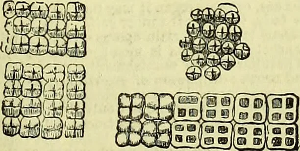An illustration from The microscope : its history, construction, and application, being a familiar introduction to the use of the instrument, and the study of microscopical science / by Jabez Hogg ; with upwards of five hundred engravings, and coloured illustrations by Tuffen West., 1883, leaf 325