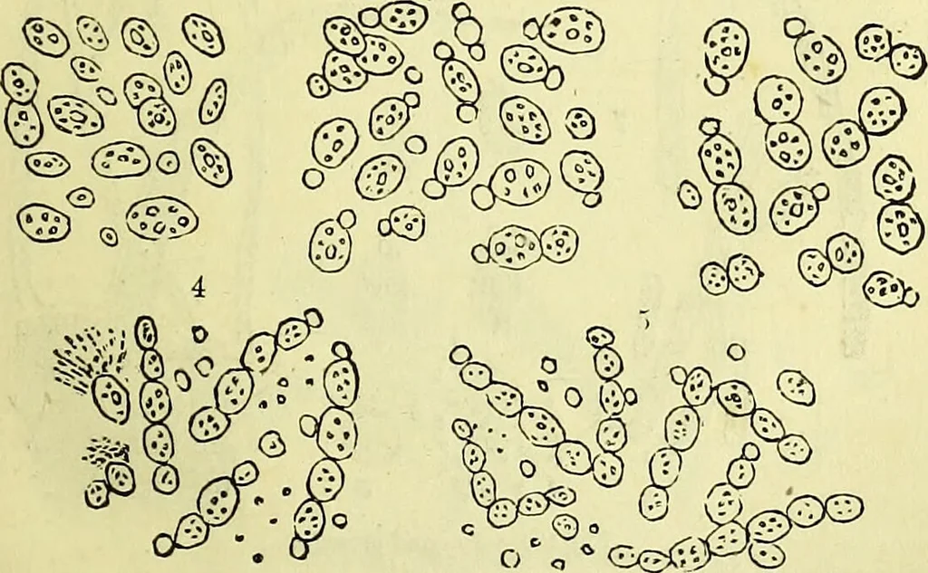 An illustration from The microscope : its history, construction, and application, being a familiar introduction to the use of the instrument, and the study of microscopical science / by Jabez Hogg ; with upwards of five hundred engravings, and coloured illustrations by Tuffen West., 1883, leaf 329