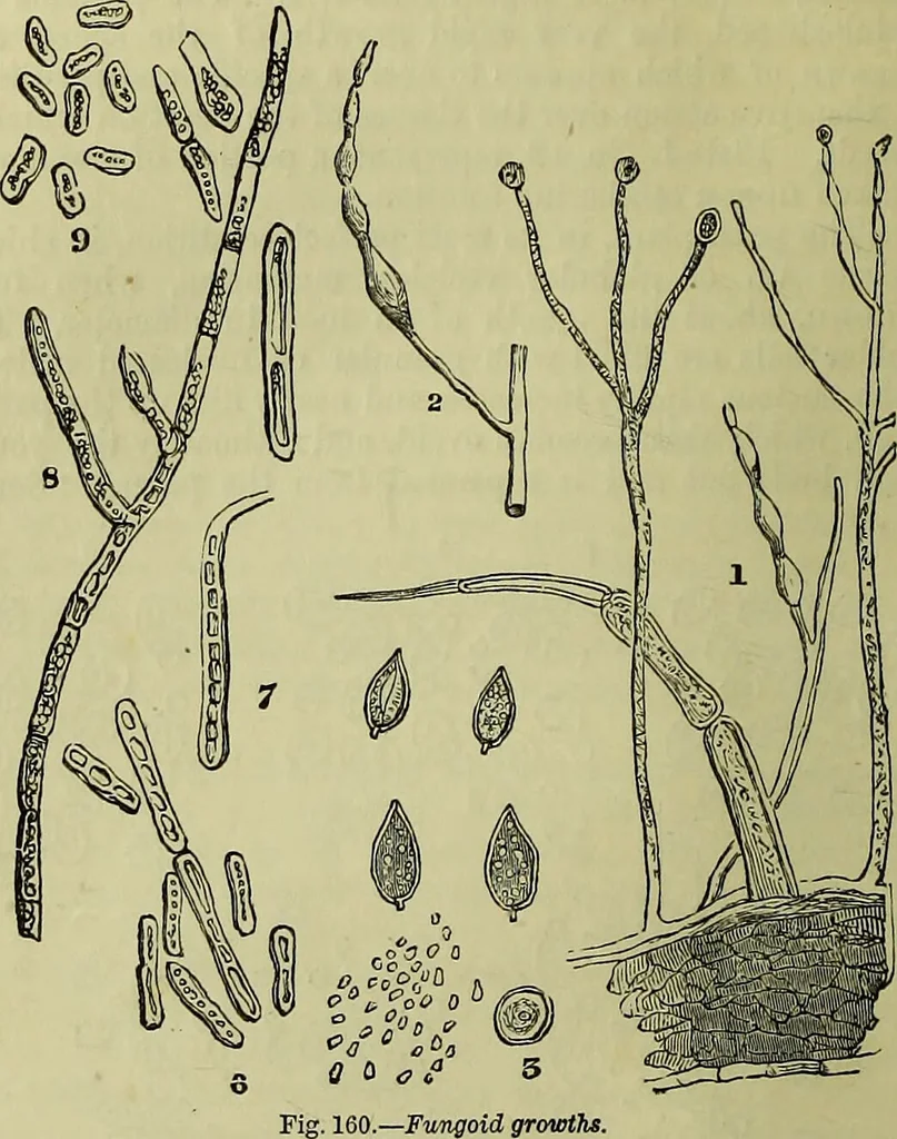 An illustration from The microscope : its history, construction, and application, being a familiar introduction to the use of the instrument, and the study of microscopical science / by Jabez Hogg ; with upwards of five hundred engravings, and coloured illustrations by Tuffen West., 1883, leaf 330