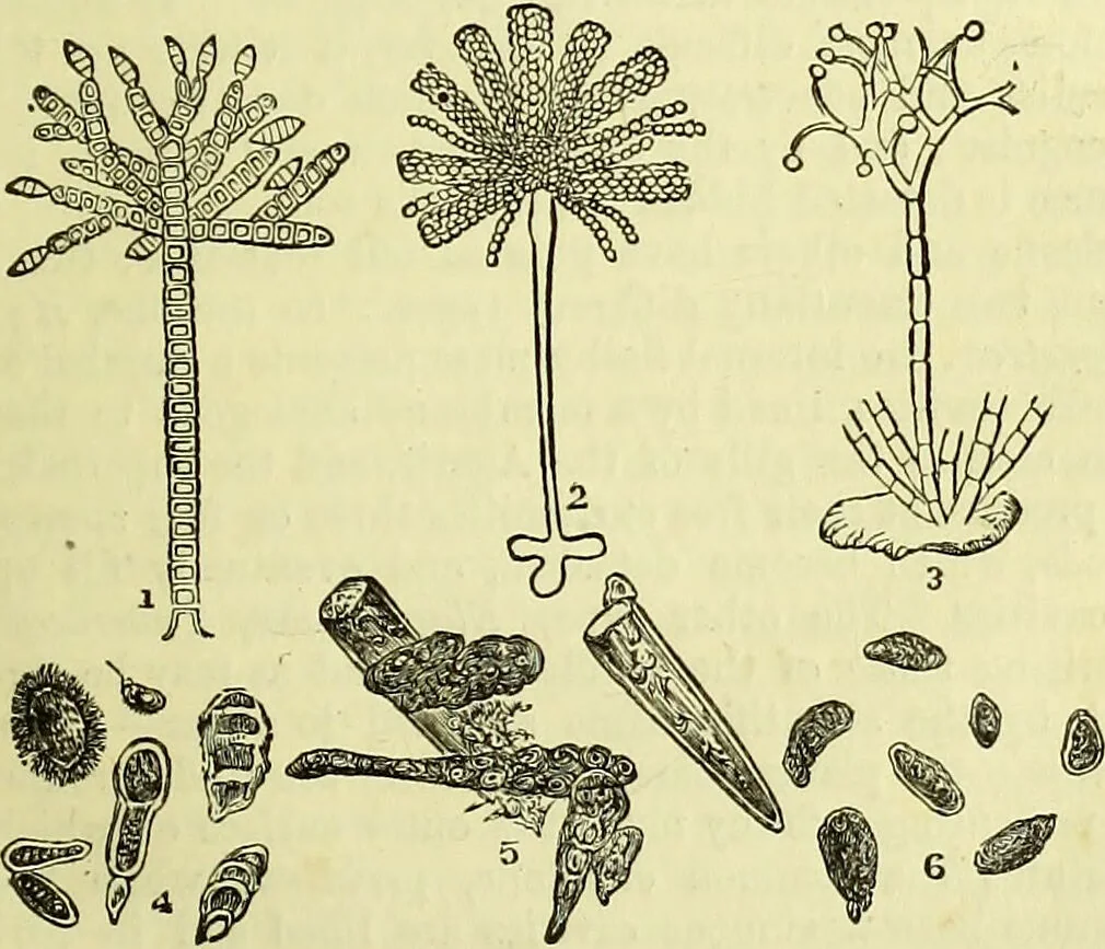 An illustration from The microscope : its history, construction, and application, being a familiar introduction to the use of the instrument, and the study of microscopical science / by Jabez Hogg ; with upwards of five hundred engravings, and coloured illustrations by Tuffen West., 1883, leaf 331