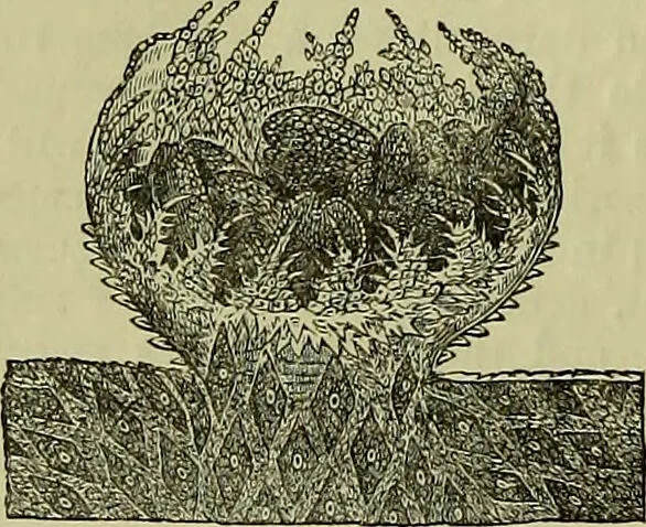 An illustration from The microscope : its history, construction, and application, being a familiar introduction to the use of the instrument, and the study of microscopical science / by Jabez Hogg ; with upwards of five hundred engravings, and coloured illustrations by Tuffen West., 1883, leaf 338