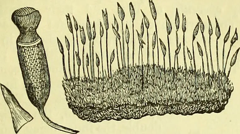 An illustration from The microscope : its history, construction, and application, being a familiar introduction to the use of the instrument, and the study of microscopical science / by Jabez Hogg ; with upwards of five hundred engravings, and coloured illustrations by Tuffen West., 1883, leaf 339