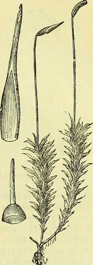 An illustration from The microscope : its history, construction, and application, being a familiar introduction to the use of the instrument, and the study of microscopical science / by Jabez Hogg ; with upwards of five hundred engravings, and coloured illustrations by Tuffen West., 1883, leaf 341