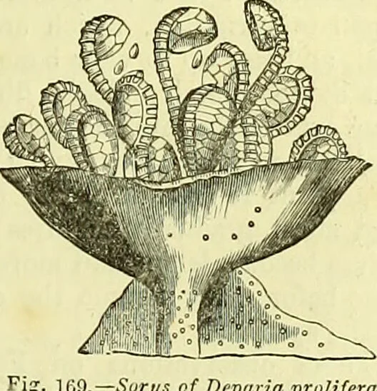 An illustration from The microscope : its history, construction, and application, being a familiar introduction to the use of the instrument, and the study of microscopical science / by Jabez Hogg ; with upwards of five hundred engravings, and coloured illustrations by Tuffen West., 1883, leaf 343