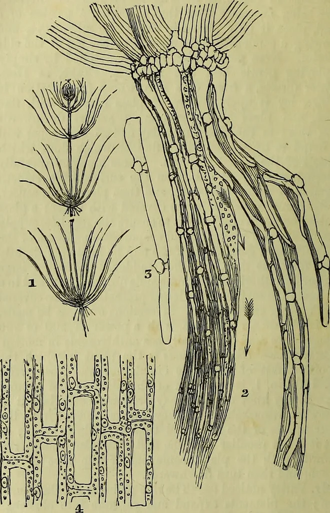 An illustration from The microscope : its history, construction, and application, being a familiar introduction to the use of the instrument, and the study of microscopical science / by Jabez Hogg ; with upwards of five hundred engravings, and coloured illustrations by Tuffen West., 1883, leaf 346