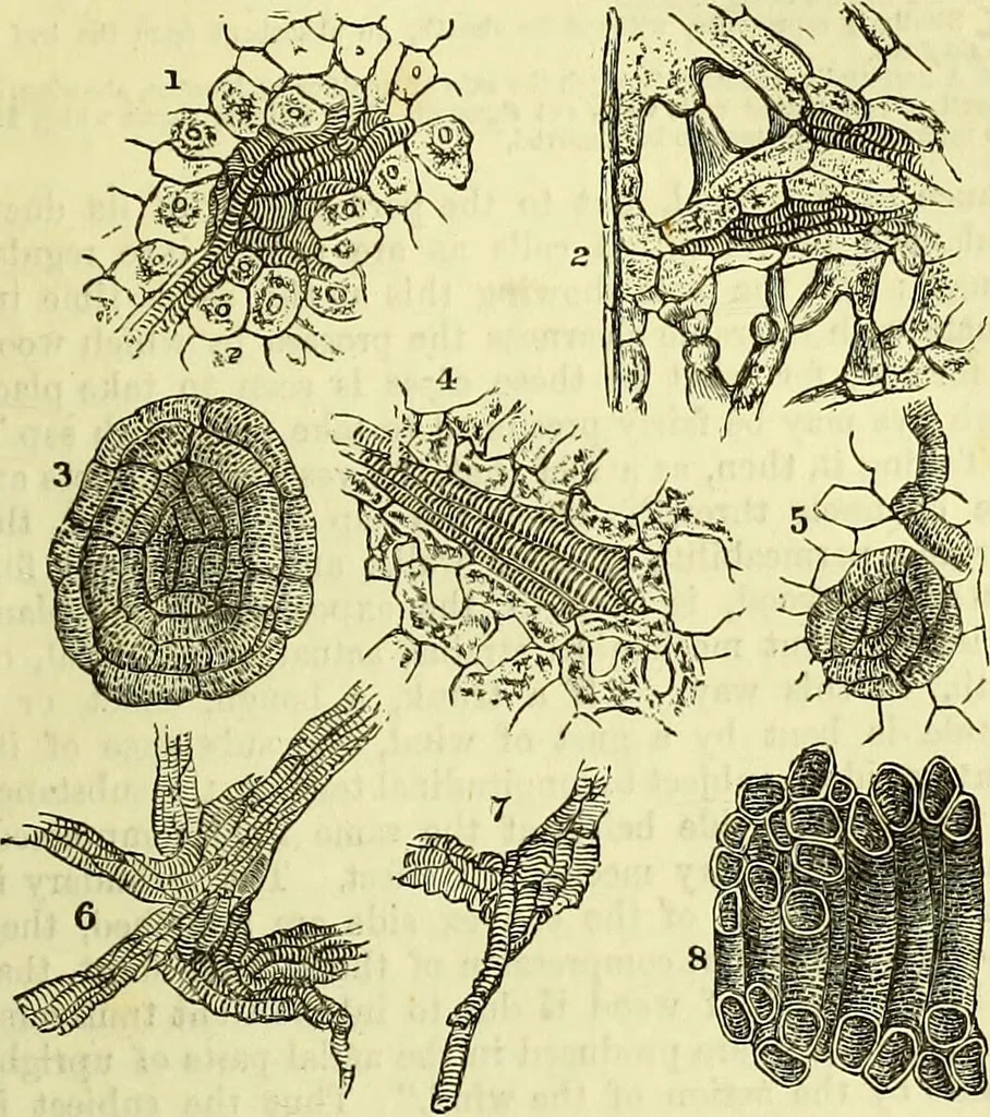 An illustration from The microscope : its history, construction, and application, being a familiar introduction to the use of the instrument, and the study of microscopical science / by Jabez Hogg ; with upwards of five hundred engravings, and coloured illustrations by Tuffen West., 1883, leaf 357