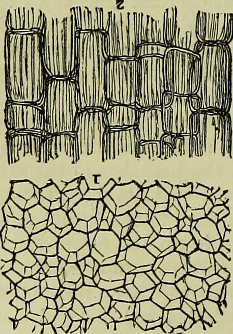An illustration from The microscope : its history, construction, and application, being a familiar introduction to the use of the instrument, and the study of microscopical science / by Jabez Hogg ; with upwards of five hundred engravings, and coloured illustrations by Tuffen West., 1883, leaf 362