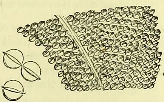 An illustration from The microscope : its history, construction, and application, being a familiar introduction to the use of the instrument, and the study of microscopical science / by Jabez Hogg ; with upwards of five hundred engravings, and coloured illustrations by Tuffen West., 1883, leaf 363