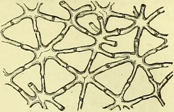 An illustration from The microscope : its history, construction, and application, being a familiar introduction to the use of the instrument, and the study of microscopical science / by Jabez Hogg ; with upwards of five hundred engravings, and coloured illustrations by Tuffen West., 1883, leaf 363