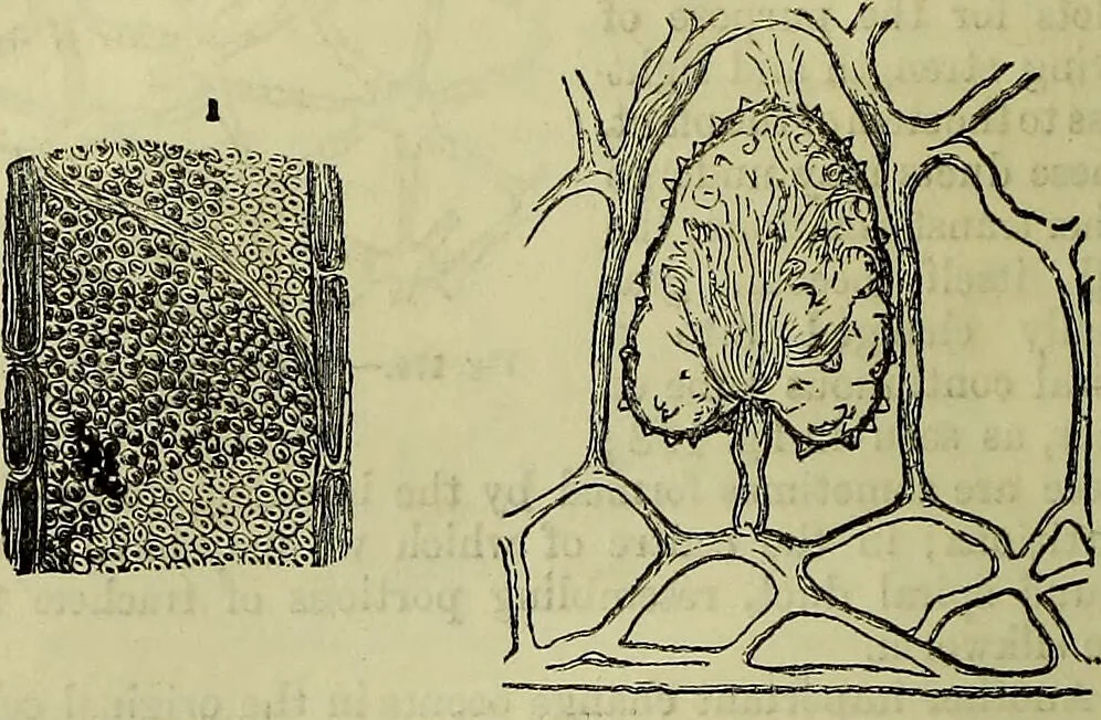 An illustration from The microscope : its history, construction, and application, being a familiar introduction to the use of the instrument, and the study of microscopical science / by Jabez Hogg ; with upwards of five hundred engravings, and coloured illustrations by Tuffen West., 1883, leaf 364
