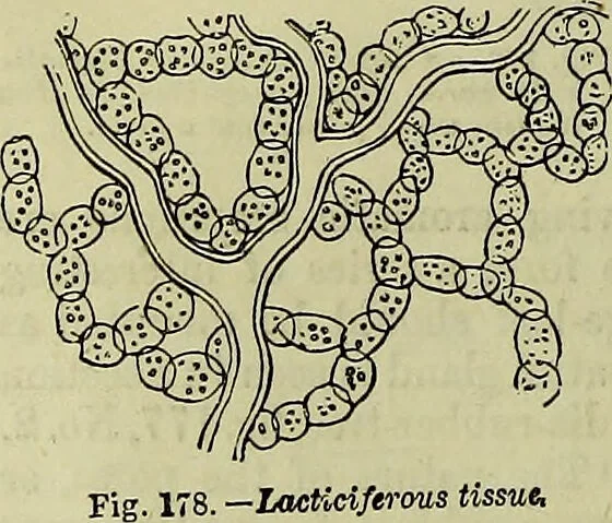 An illustration from The microscope : its history, construction, and application, being a familiar introduction to the use of the instrument, and the study of microscopical science / by Jabez Hogg ; with upwards of five hundred engravings, and coloured illustrations by Tuffen West., 1883, leaf 364
