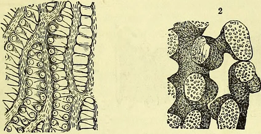 An illustration from The microscope : its history, construction, and application, being a familiar introduction to the use of the instrument, and the study of microscopical science / by Jabez Hogg ; with upwards of five hundred engravings, and coloured illustrations by Tuffen West., 1883, leaf 365