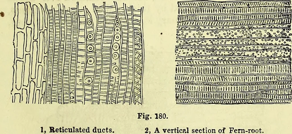 An illustration from The microscope : its history, construction, and application, being a familiar introduction to the use of the instrument, and the study of microscopical science / by Jabez Hogg ; with upwards of five hundred engravings, and coloured illustrations by Tuffen West., 1883, leaf 365