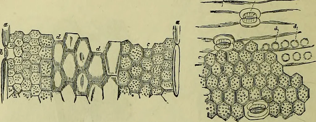 An illustration from The microscope : its history, construction, and application, being a familiar introduction to the use of the instrument, and the study of microscopical science / by Jabez Hogg ; with upwards of five hundred engravings, and coloured illustrations by Tuffen West., 1883, leaf 366