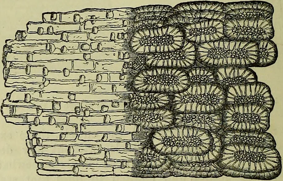 An illustration from The microscope : its history, construction, and application, being a familiar introduction to the use of the instrument, and the study of microscopical science / by Jabez Hogg ; with upwards of five hundred engravings, and coloured illustrations by Tuffen West., 1883, leaf 366