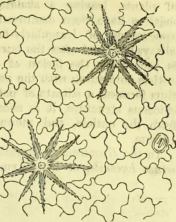 An illustration from The microscope : its history, construction, and application, being a familiar introduction to the use of the instrument, and the study of microscopical science / by Jabez Hogg ; with upwards of five hundred engravings, and coloured illustrations by Tuffen West., 1883, leaf 369
