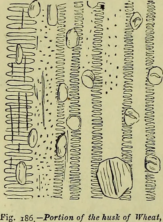 An illustration from The microscope : its history, construction, and application, being a familiar introduction to the use of the instrument, and the study of microscopical science / by Jabez Hogg ; with upwards of five hundred engravings, and coloured illustrations by Tuffen West., 1883, leaf 370