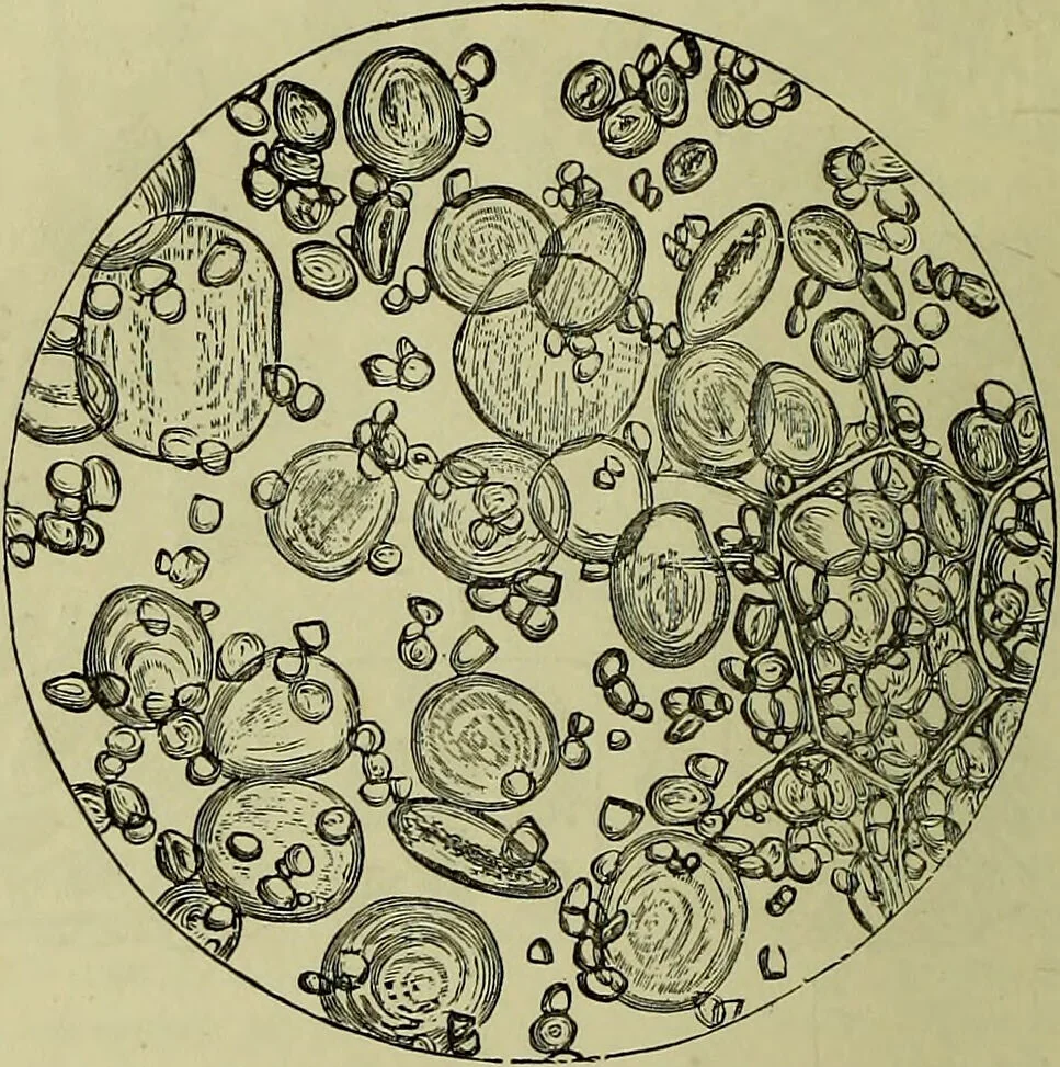 An illustration from The microscope : its history, construction, and application, being a familiar introduction to the use of the instrument, and the study of microscopical science / by Jabez Hogg ; with upwards of five hundred engravings, and coloured illustrations by Tuffen West., 1883, leaf 374