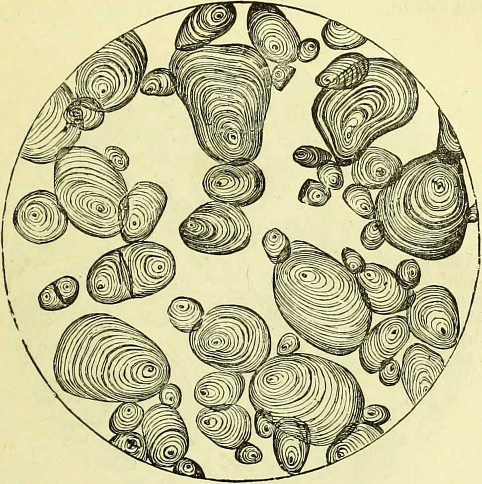 An illustration from The microscope : its history, construction, and application, being a familiar introduction to the use of the instrument, and the study of microscopical science / by Jabez Hogg ; with upwards of five hundred engravings, and coloured illustrations by Tuffen West., 1883, leaf 375