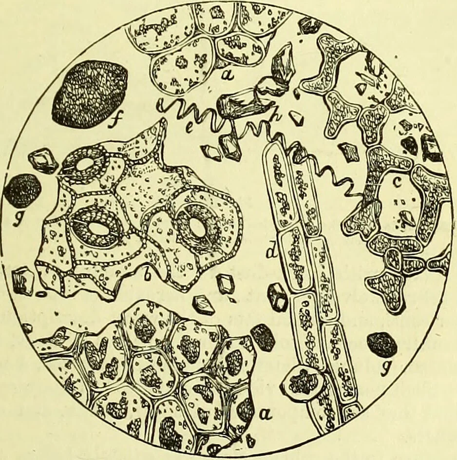 An illustration from The microscope : its history, construction, and application, being a familiar introduction to the use of the instrument, and the study of microscopical science / by Jabez Hogg ; with upwards of five hundred engravings, and coloured illustrations by Tuffen West., 1883, leaf 379