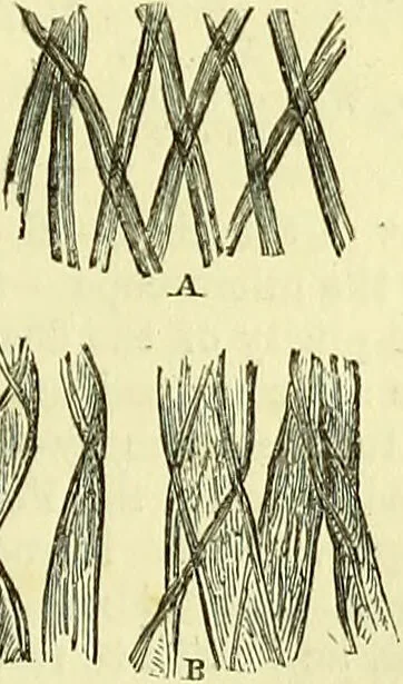 An illustration from The microscope : its history, construction, and application, being a familiar introduction to the use of the instrument, and the study of microscopical science / by Jabez Hogg ; with upwards of five hundred engravings, and coloured illustrations by Tuffen West., 1883, leaf 383
