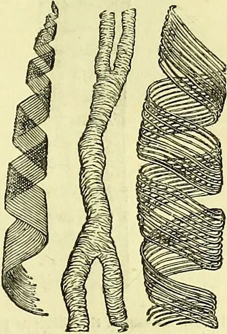 An illustration from The microscope : its history, construction, and application, being a familiar introduction to the use of the instrument, and the study of microscopical science / by Jabez Hogg ; with upwards of five hundred engravings, and coloured illustrations by Tuffen West., 1883, leaf 385