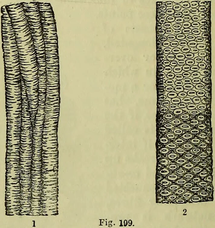 An illustration from The microscope : its history, construction, and application, being a familiar introduction to the use of the instrument, and the study of microscopical science / by Jabez Hogg ; with upwards of five hundred engravings, and coloured illustrations by Tuffen West., 1883, leaf 386