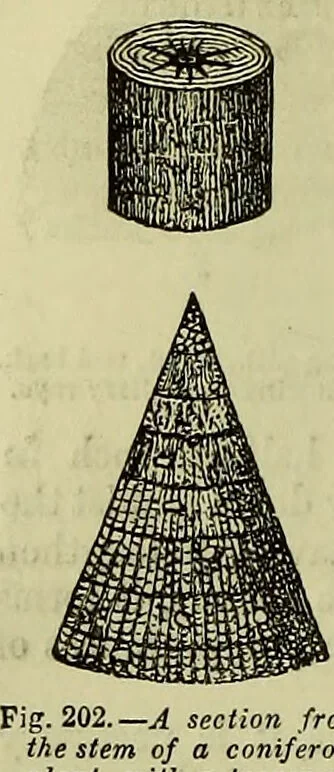 An illustration from The microscope : its history, construction, and application, being a familiar introduction to the use of the instrument, and the study of microscopical science / by Jabez Hogg ; with upwards of five hundred engravings, and coloured illustrations by Tuffen West., 1883, leaf 388