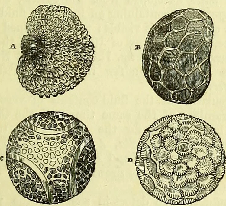 An illustration from The microscope : its history, construction, and application, being a familiar introduction to the use of the instrument, and the study of microscopical science / by Jabez Hogg ; with upwards of five hundred engravings, and coloured illustrations by Tuffen West., 1883, leaf 391