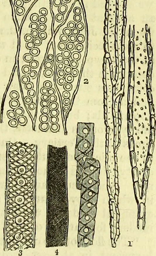 An illustration from The microscope : its history, construction, and application, being a familiar introduction to the use of the instrument, and the study of microscopical science / by Jabez Hogg ; with upwards of five hundred engravings, and coloured illustrations by Tuffen West., 1883, leaf 393
