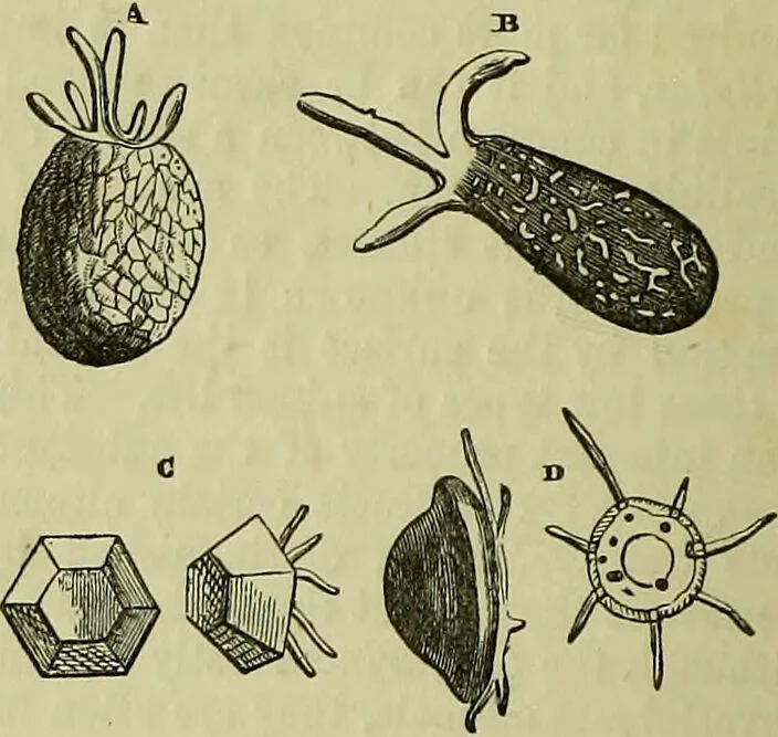 An illustration from The microscope : its history, construction, and application, being a familiar introduction to the use of the instrument, and the study of microscopical science / by Jabez Hogg ; with upwards of five hundred engravings, and coloured illustrations by Tuffen West., 1883, leaf 402