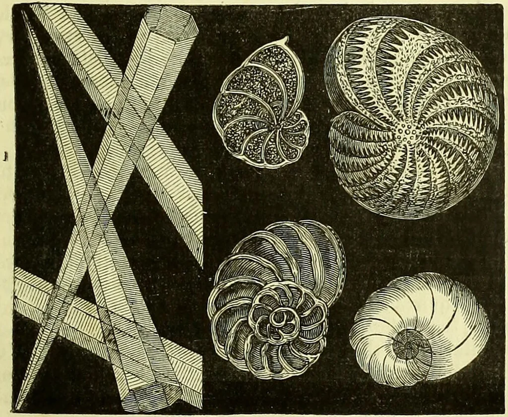 An illustration from The microscope : its history, construction, and application, being a familiar introduction to the use of the instrument, and the study of microscopical science / by Jabez Hogg ; with upwards of five hundred engravings, and coloured illustrations by Tuffen West., 1883, leaf 405