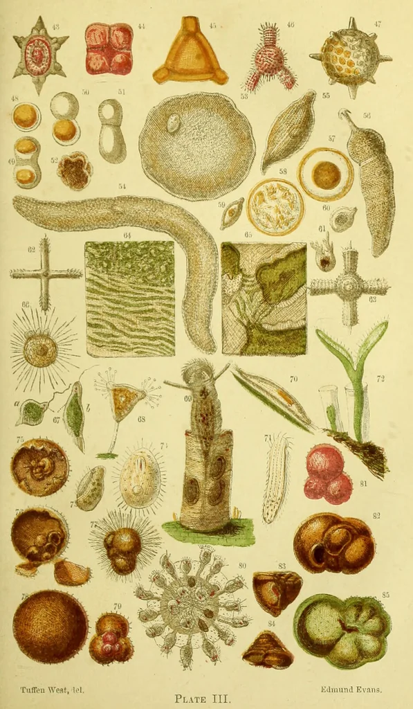An illustration from The microscope : its history, construction, and application, being a familiar introduction to the use of the instrument, and the study of microscopical science / by Jabez Hogg ; with upwards of five hundred engravings, and coloured illustrations by Tuffen West., 1883, leaf 407