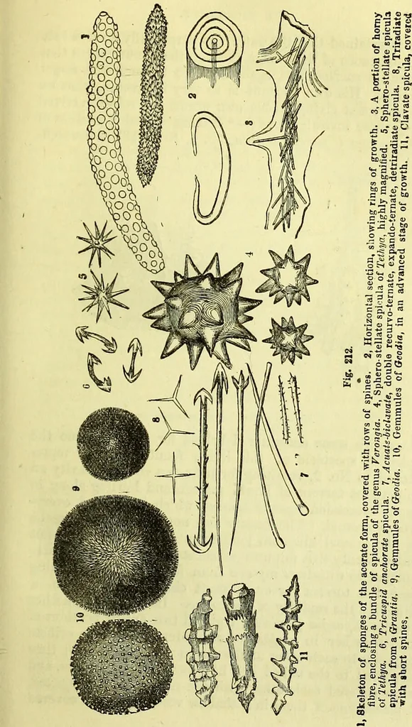 An illustration from The microscope : its history, construction, and application, being a familiar introduction to the use of the instrument, and the study of microscopical science / by Jabez Hogg ; with upwards of five hundred engravings, and coloured illustrations by Tuffen West., 1883, leaf 419