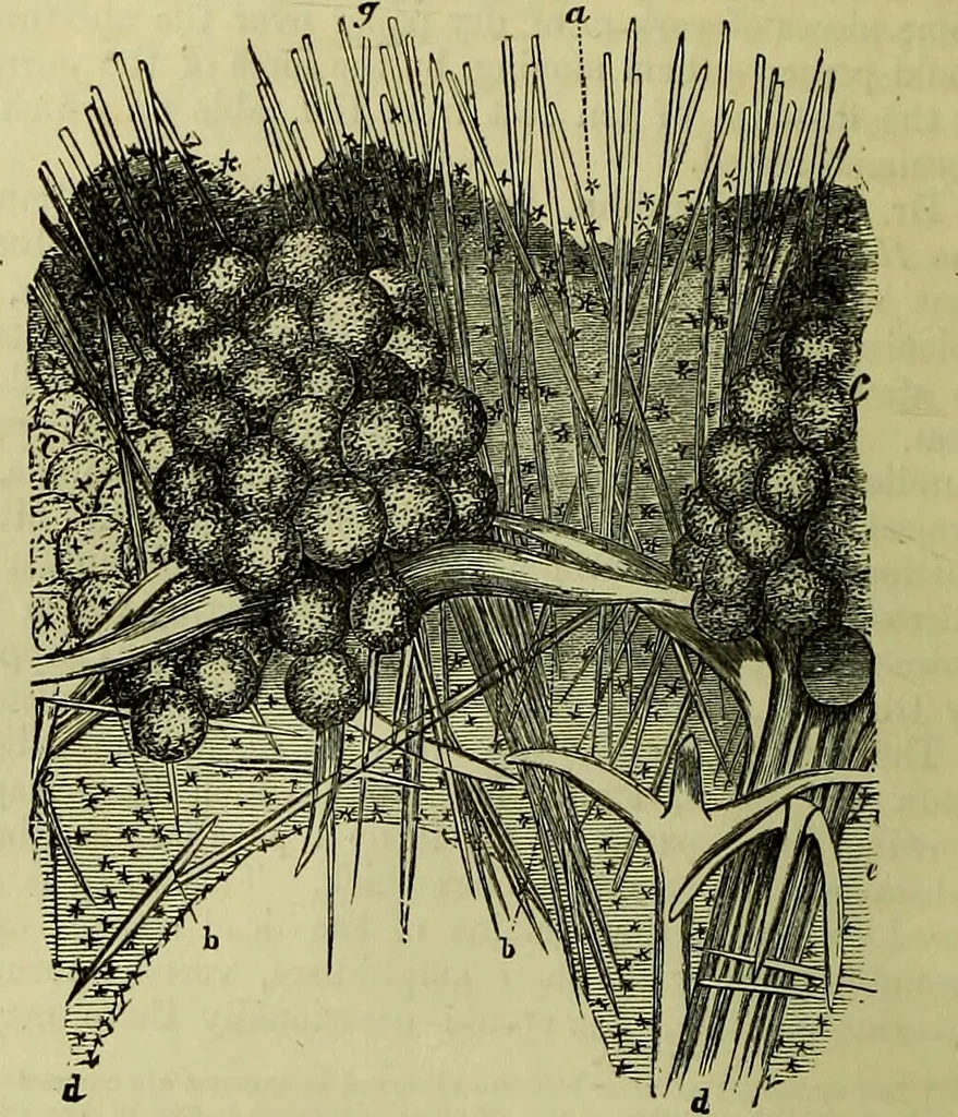 An illustration from The microscope : its history, construction, and application, being a familiar introduction to the use of the instrument, and the study of microscopical science / by Jabez Hogg ; with upwards of five hundred engravings, and coloured illustrations by Tuffen West., 1883, leaf 422