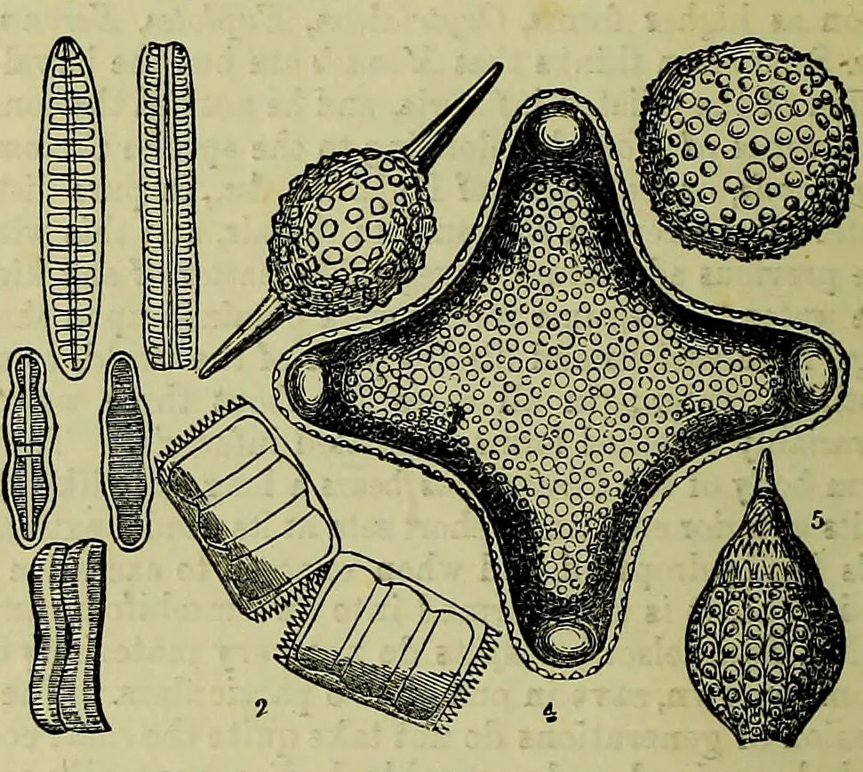An illustration from The microscope : its history, construction, and application, being a familiar introduction to the use of the instrument, and the study of microscopical science / by Jabez Hogg ; with upwards of five hundred engravings, and coloured illustrations by Tuffen West., 1883, leaf 448
