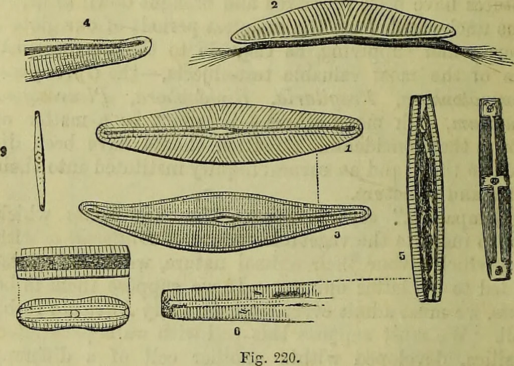 An illustration from The microscope : its history, construction, and application, being a familiar introduction to the use of the instrument, and the study of microscopical science / by Jabez Hogg ; with upwards of five hundred engravings, and coloured illustrations by Tuffen West., 1883, leaf 450