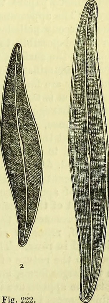 An illustration from The microscope : its history, construction, and application, being a familiar introduction to the use of the instrument, and the study of microscopical science / by Jabez Hogg ; with upwards of five hundred engravings, and coloured illustrations by Tuffen West., 1883, leaf 453