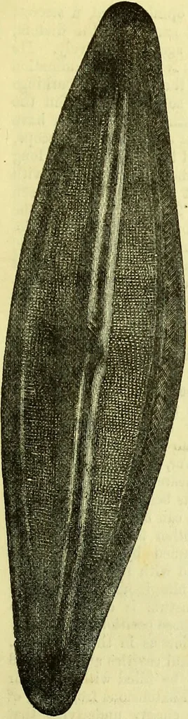 An illustration from The microscope : its history, construction, and application, being a familiar introduction to the use of the instrument, and the study of microscopical science / by Jabez Hogg ; with upwards of five hundred engravings, and coloured illustrations by Tuffen West., 1883, leaf 455