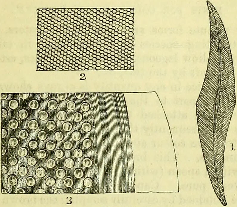 An illustration from The microscope : its history, construction, and application, being a familiar introduction to the use of the instrument, and the study of microscopical science / by Jabez Hogg ; with upwards of five hundred engravings, and coloured illustrations by Tuffen West., 1883, leaf 459