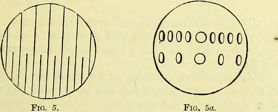 An illustration from The microscope : its history, construction, and application, being a familiar introduction to the use of the instrument, and the study of microscopical science / by Jabez Hogg ; with upwards of five hundred engravings, and coloured illustrations by Tuffen West., 1883, leaf 47
