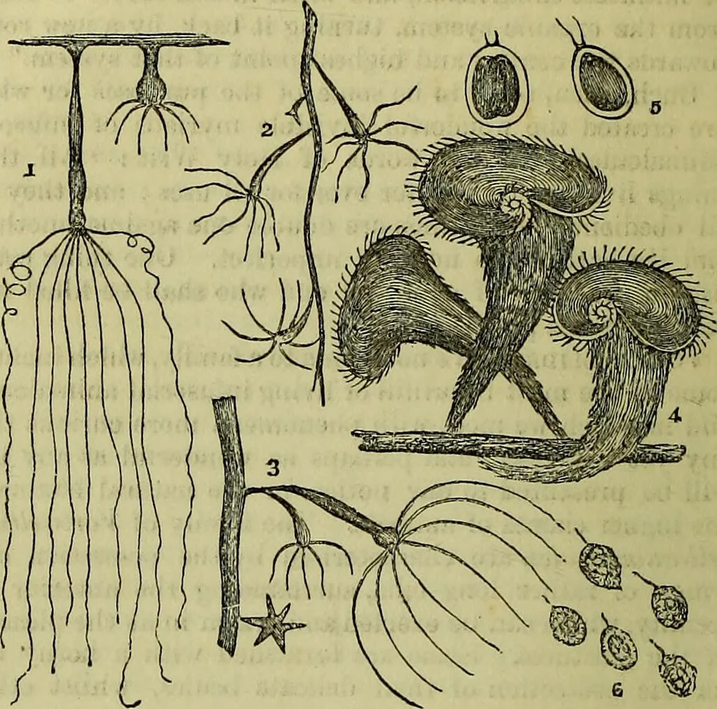 An illustration from The microscope : its history, construction, and application, being a familiar introduction to the use of the instrument, and the study of microscopical science / by Jabez Hogg ; with upwards of five hundred engravings, and coloured illustrations by Tuffen West., 1883, leaf 478
