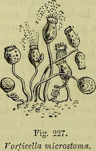 An illustration from The microscope : its history, construction, and application, being a familiar introduction to the use of the instrument, and the study of microscopical science / by Jabez Hogg ; with upwards of five hundred engravings, and coloured illustrations by Tuffen West., 1883, leaf 480